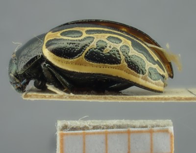 BE-RBINS-ENT Calligrapha_061 Calligrapha elegantula Lateral.jpg BE-RBINS-ENT Calligrapha_061 Calligrapha elegantula Lateral.jpg