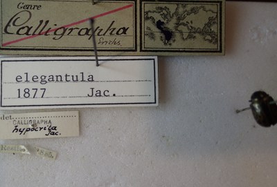 BE-RBINS-ENT Calligrapha_062 Calligrapha elegantula Label.jpg BE-RBINS-ENT Calligrapha_062 Calligrapha elegantula Label.jpg