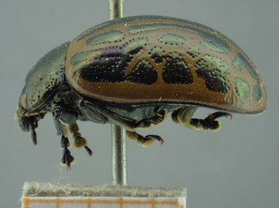 BE-RBINS-ENT Calligrapha_062 Calligrapha elegantula Lateral.jpg BE-RBINS-ENT Calligrapha_062 Calligrapha elegantula Lateral.jpg
