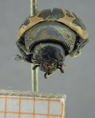 BE-RBINS-ENT Calligrapha_063 Calligrapha elegantula Frontal.jpg BE-RBINS-ENT Calligrapha_063 Calligrapha elegantula Frontal.jpg