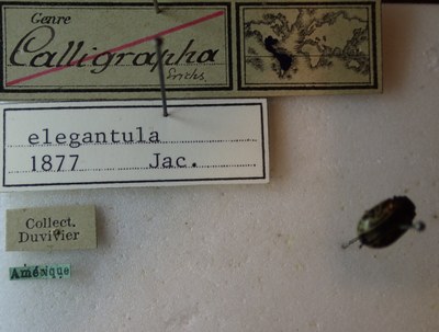 BE-RBINS-ENT Calligrapha_063 Calligrapha elegantula Label.jpg BE-RBINS-ENT Calligrapha_063 Calligrapha elegantula Label.jpg