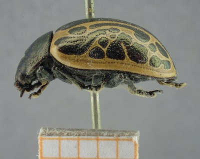 BE-RBINS-ENT Calligrapha_063 Calligrapha elegantula Lateral.jpg BE-RBINS-ENT Calligrapha_063 Calligrapha elegantula Lateral.jpg