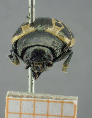 BE-RBINS-ENT Calligrapha_064 Calligrapha elegantula Frontal.jpg BE-RBINS-ENT Calligrapha_064 Calligrapha elegantula Frontal.jpg