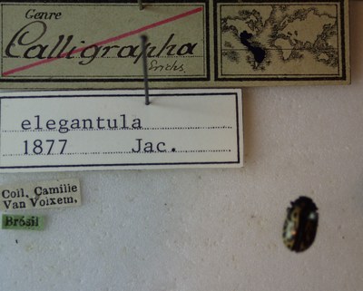 BE-RBINS-ENT Calligrapha_064 Calligrapha elegantula Label.jpg BE-RBINS-ENT Calligrapha_064 Calligrapha elegantula Label.jpg