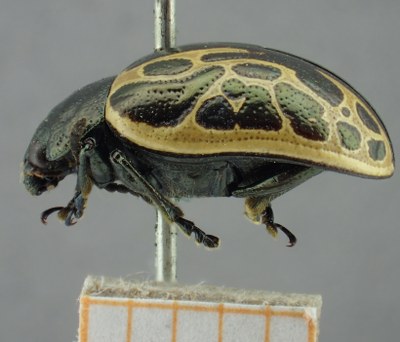 BE-RBINS-ENT Calligrapha_064 Calligrapha elegantula Lateral.jpg BE-RBINS-ENT Calligrapha_064 Calligrapha elegantula Lateral.jpg