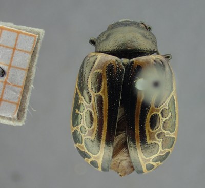 BE-RBINS-ENT Calligrapha_067 Calligrapha elegantula Dorsal.jpg BE-RBINS-ENT Calligrapha_067 Calligrapha elegantula Dorsal.jpg