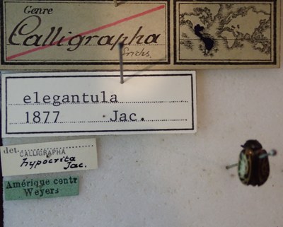 BE-RBINS-ENT Calligrapha_067 Calligrapha elegantula Label.jpg BE-RBINS-ENT Calligrapha_067 Calligrapha elegantula Label.jpg