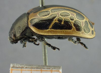 BE-RBINS-ENT Calligrapha_067 Calligrapha elegantula Lateral.jpg BE-RBINS-ENT Calligrapha_067 Calligrapha elegantula Lateral.jpg