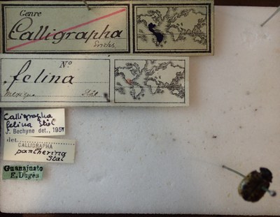 BE-RBINS-ENT Calligrapha_069 Calligrapha felina Label.jpg BE-RBINS-ENT Calligrapha_069 Calligrapha felina Label.jpg