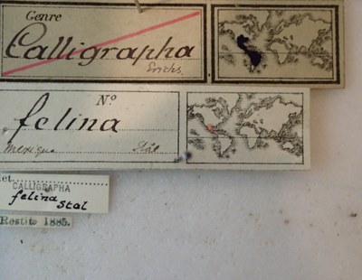 BE-RBINS-ENT Calligrapha_070 Calligrapha felina Label.jpg BE-RBINS-ENT Calligrapha_070 Calligrapha felina Label.jpg