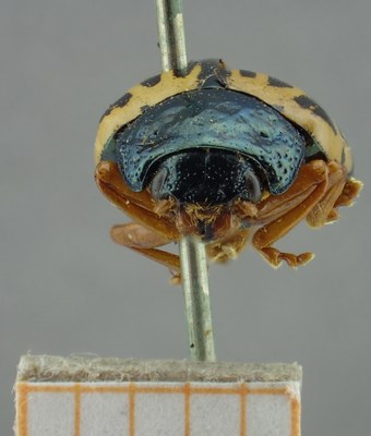 BE-RBINS-ENT Calligrapha_071 Calligrapha felina Frontal.jpg BE-RBINS-ENT Calligrapha_071 Calligrapha felina Frontal.jpg