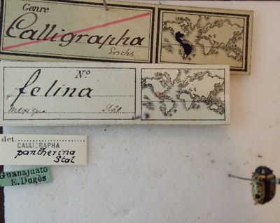 BE-RBINS-ENT Calligrapha_071 Calligrapha felina Label.jpg BE-RBINS-ENT Calligrapha_071 Calligrapha felina Label.jpg