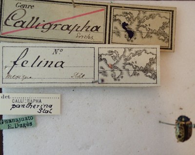 BE-RBINS-ENT Calligrapha_071 Calligrapha felina Label.jpg