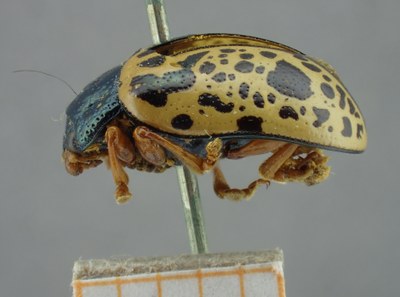 BE-RBINS-ENT Calligrapha_071 Calligrapha felina Lateral.jpg BE-RBINS-ENT Calligrapha_071 Calligrapha felina Lateral.jpg