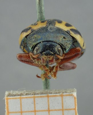 BE-RBINS-ENT Calligrapha_072 Calligrapha felina Frontal.jpg BE-RBINS-ENT Calligrapha_072 Calligrapha felina Frontal.jpg