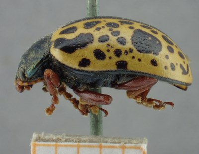 BE-RBINS-ENT Calligrapha_072 Calligrapha felina Lateral.jpg BE-RBINS-ENT Calligrapha_072 Calligrapha felina Lateral.jpg