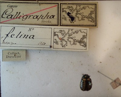 BE-RBINS-ENT Calligrapha_073 Calligrapha felina Label.jpg BE-RBINS-ENT Calligrapha_073 Calligrapha felina Label.jpg