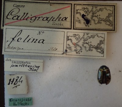 BE-RBINS-ENT Calligrapha_074 Calligrapha felina Label.jpg BE-RBINS-ENT Calligrapha_074 Calligrapha felina Label.jpg