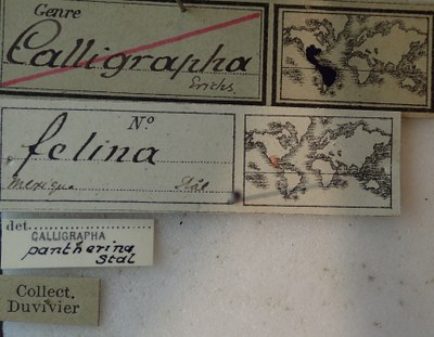 BE-RBINS-ENT Calligrapha_075 Calligrapha felina Label.jpg BE-RBINS-ENT Calligrapha_075 Calligrapha felina Label.jpg