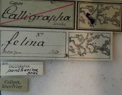 BE-RBINS-ENT Calligrapha_075 Calligrapha felina Label.jpg