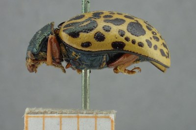 BE-RBINS-ENT Calligrapha_075 Calligrapha felina Lateral.jpg BE-RBINS-ENT Calligrapha_075 Calligrapha felina Lateral.jpg