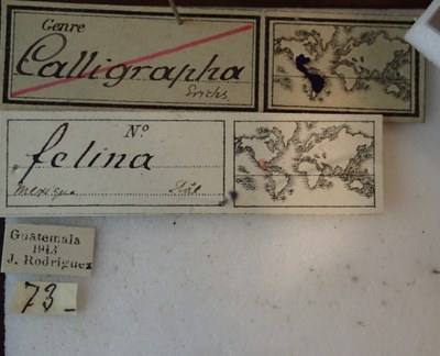 BE-RBINS-ENT Calligrapha_077 Calligrapha felina Label.jpg