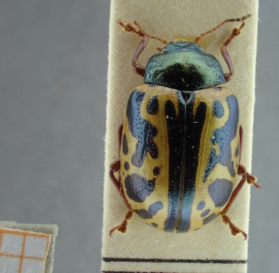 BE-RBINS-ENT Calligrapha_080 Calligrapha fulvipes Dorsal.jpg BE-RBINS-ENT Calligrapha_080 Calligrapha fulvipes Dorsal.jpg
