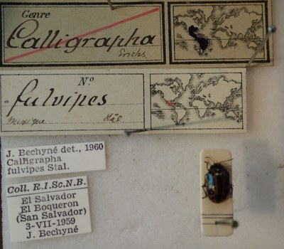 BE-RBINS-ENT Calligrapha_085 Calligrapha fulvipes Label.jpg