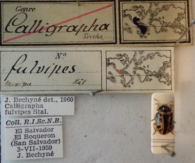 BE-RBINS-ENT Calligrapha_086 Calligrapha fulvipes Label.jpg