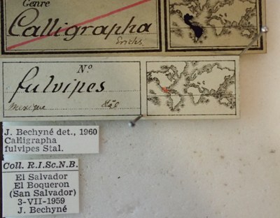 BE-RBINS-ENT Calligrapha_088 Calligrapha fulvipes Label.jpg