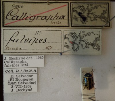 BE-RBINS-ENT Calligrapha_089 Calligrapha fulvipes Label.jpg