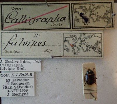 BE-RBINS-ENT Calligrapha_091 Calligrapha fulvipes Label.jpg