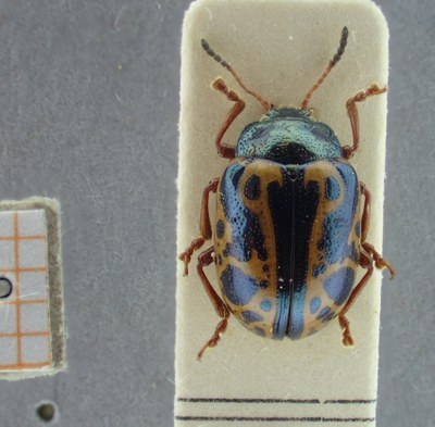 BE-RBINS-ENT Calligrapha_093 Calligrapha fulvipes Dorsal.jpg BE-RBINS-ENT Calligrapha_093 Calligrapha fulvipes Dorsal.jpg