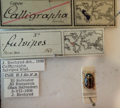 BE-RBINS-ENT Calligrapha_097 Calligrapha fulvipes Label.jpg