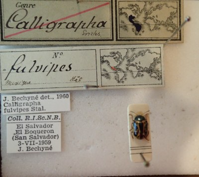 BE-RBINS-ENT Calligrapha_098 Calligrapha fulvipes Label.jpg