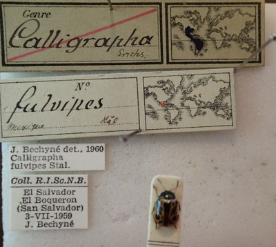 BE-RBINS-ENT Calligrapha_099 Calligrapha fulvipes Label.jpg