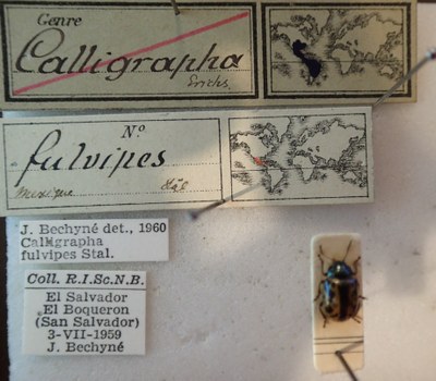 BE-RBINS-ENT Calligrapha_100 Calligrapha fulvipes Label.jpg