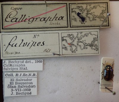 BE-RBINS-ENT Calligrapha_102 Calligrapha fulvipes Label.jpg