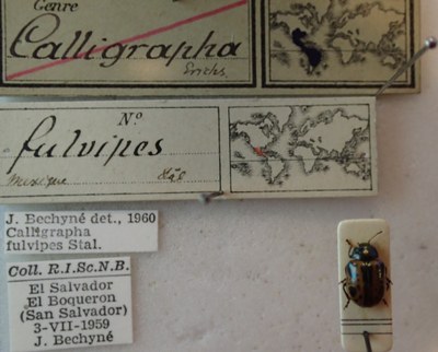 BE-RBINS-ENT Calligrapha_106 Calligrapha fulvipes Label.jpg