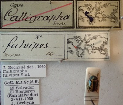 BE-RBINS-ENT Calligrapha_111 Calligrapha fulvipes Label.jpg