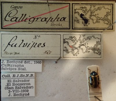 BE-RBINS-ENT Calligrapha_112 Calligrapha fulvipes Label.jpg