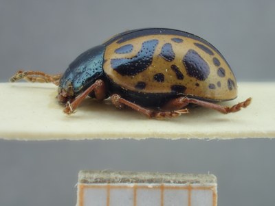 BE-RBINS-ENT Calligrapha_114 Calligrapha fulvipes Lateral.jpg BE-RBINS-ENT Calligrapha_114 Calligrapha fulvipes Lateral.jpg