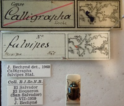 BE-RBINS-ENT Calligrapha_115 Calligrapha fulvipes Label.jpg