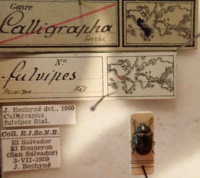 BE-RBINS-ENT Calligrapha_117 Calligrapha fulvipes Label.jpg