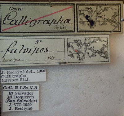 be-rbins-ent-Calligrapha_118-Calligrapha-fulvipes Label.jpg