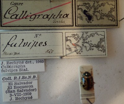 BE-RBINS-ENT Calligrapha_119 Calligrapha fulvipes Label.jpg