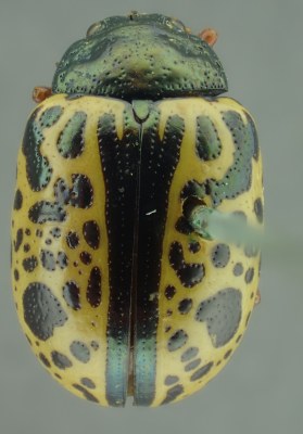 BE-RBINS-ENT Calligrapha_124 Calligrapha fulvipes Dorsal.jpg BE-RBINS-ENT Calligrapha_124 Calligrapha fulvipes Dorsal.jpg