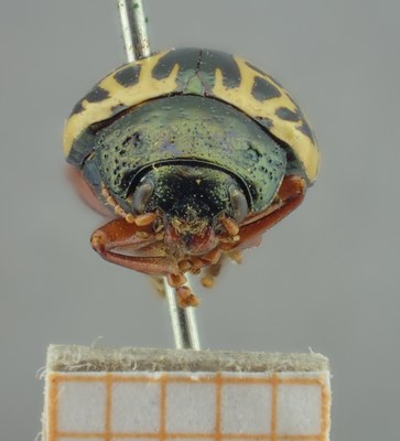 BE-RBINS-ENT Calligrapha_124 Calligrapha fulvipes Frontal.jpg BE-RBINS-ENT Calligrapha_124 Calligrapha fulvipes Frontal.jpg