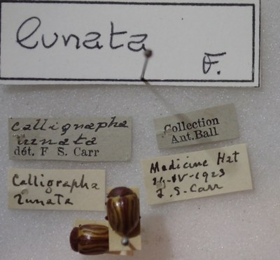BE-RBINS-ENT Calligrapha_124 Calligrapha fulvipes Label.jpg BE-RBINS-ENT Calligrapha_124 Calligrapha fulvipes Label.jpg