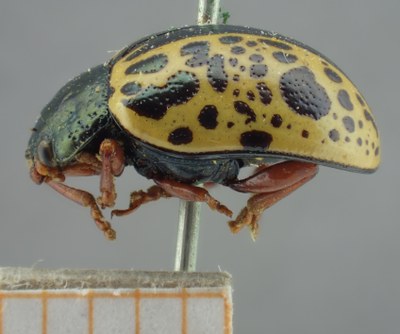 BE-RBINS-ENT Calligrapha_124 Calligrapha fulvipes Lateral.jpg BE-RBINS-ENT Calligrapha_124 Calligrapha fulvipes Lateral.jpg